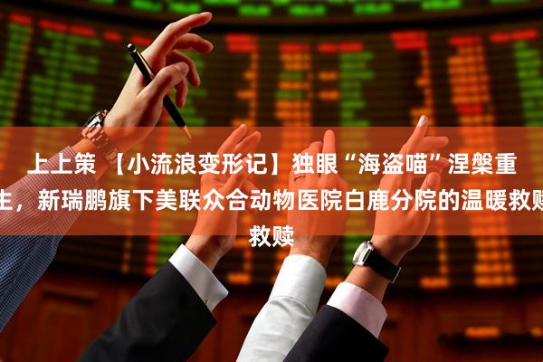 上上策 【小流浪变形记】独眼“海盗喵”涅槃重生，新瑞鹏旗下美联众合动物医院白鹿分院的温暖救赎